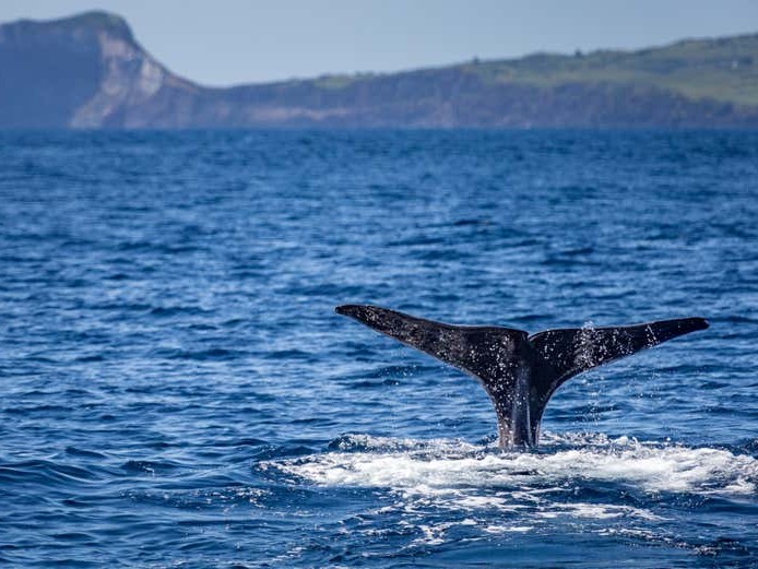 ballenas en faial es una de las mejores actividades