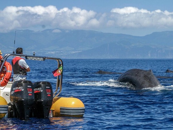 Ver ballenas y delfines en Faial