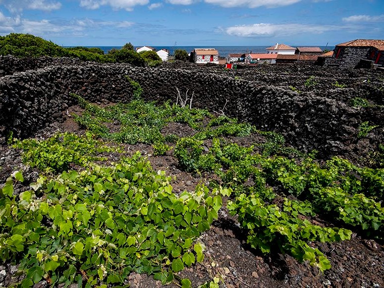 Viñedos patrimonio de la humanidad en la isla de Pico