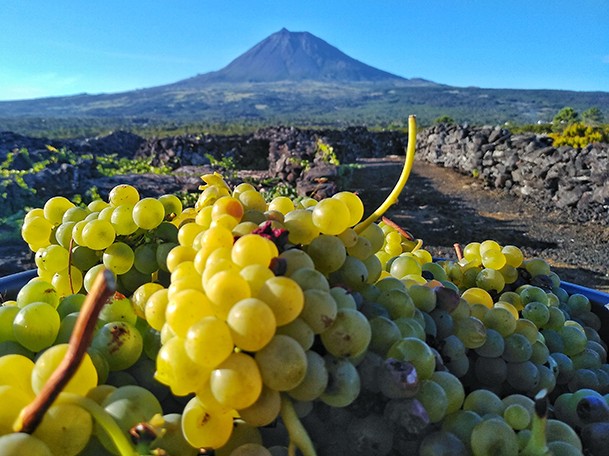 Uvas para hacer vinos en la isla de Pico